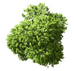 Top view jungle greenery tree freshness cutout on transparent 3d render png