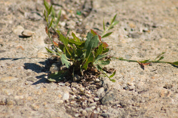 Closeup of prickly lettuce growing from a cement crack