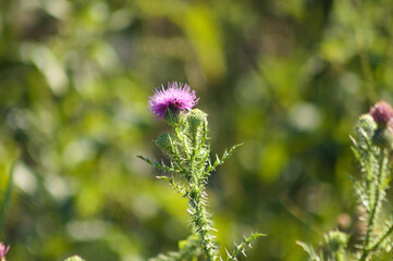 Closeup of spiny plumeless thistle flower with green blurred plants on background