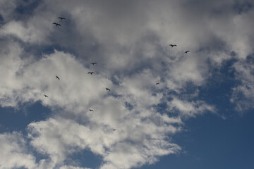 ciel, nuages et mouettes