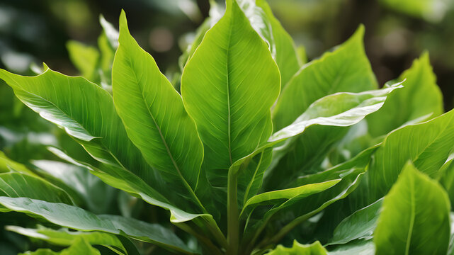 Bryophyllum plant leaves, medicine plant images, Fresh Bryophyllum pinnatum green leaves isolated on a natural background. Life plant, Miracle leaf. Kalanchoe pinnata.