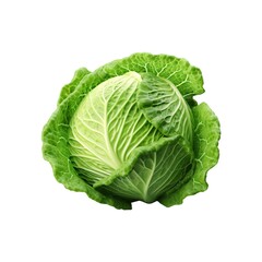 3d cabbage isolated on the white background.