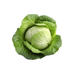 Obraz premium 3d cabbage isolated on the white background.