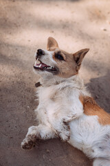 A dog lying on the ground outdoors 4935.