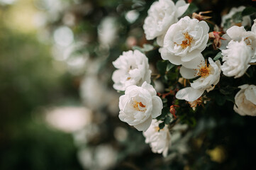 The image is a close-up of white flowers, possibly in a garden or outdoor setting. 4984