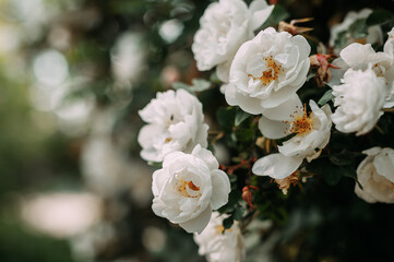The image is a close-up of white flowers, possibly in a garden or outdoor setting. 4985