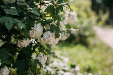 The image is a close-up of a tree branch with white flowers. 4990