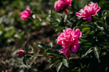 The image features a group of flowers, including garden roses, peonies, and other colorful blooms. 49