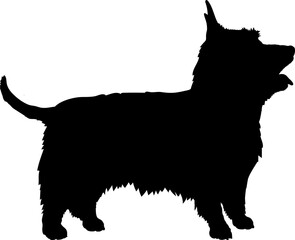  Silky Terrier. Dog silhouette breeds dog breeds dog monogram logo dog face vector - obrazy, fototapety, plakaty