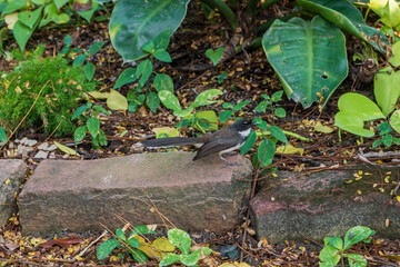 Magpie sitting on a stone brick at Makut Rommayasaran Park, Nonthaburi, Thailand, side view, selective focus