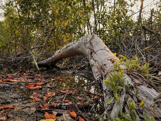 Dead tree in dry swamp found in the tropical Mangrove forest in Thailand.