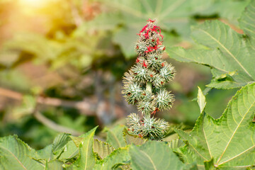 Ricinus communis, the castor bean or castor oil plant, Green seeds Castor oil plant, Herbs