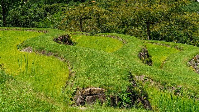 Junger Reis w&auml;chst auf grasigen Trassen