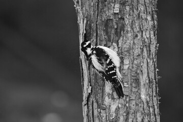 La Plaine 6 Janvier 2024 - N&B