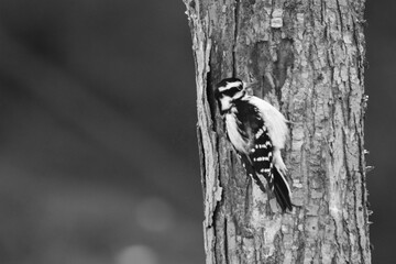 La Plaine 6 Janvier 2024 - N&B