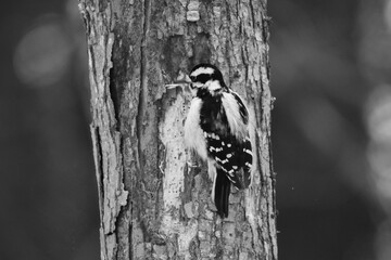 La Plaine 6 Janvier 2024 - N&B