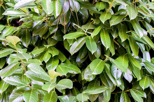 Green leaves of evergreen Magnolia delavayi tree