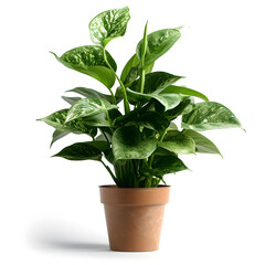 Houseplant in a pot isolated on white background, png
