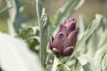 artichoke ready to be harvested from the plant