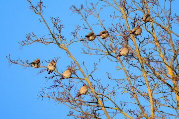 A group of bohemian waxwing birds sitting on the branches of a tree
