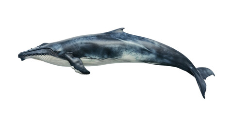 Fototapeta premium A blue whale, transparent or isolated on white background