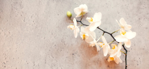 Elegant orchid twig with flowers