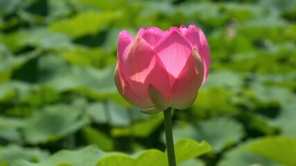 This pink lotus flower medium close up landscape pic a  is a symbol of purity in , peace, and enlightenment. It is often used in religious and spiritual practices.