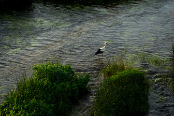 A stork is looking for fish in the river Venta, near the Venta hub