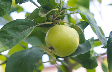 A green apple on a tree branch