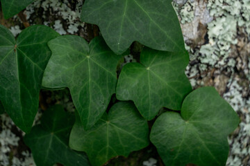 green plants in Azores island