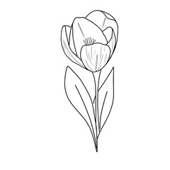 garis besar bunga tulip. Seni garis bunga tulip. Set cabang tulip yang digambar dengan tangan. Bunga Tulip diisolasi dengan latar belakang putih. ilustrasi vektor. sketsa bunga tulp. Gambar tangan bun