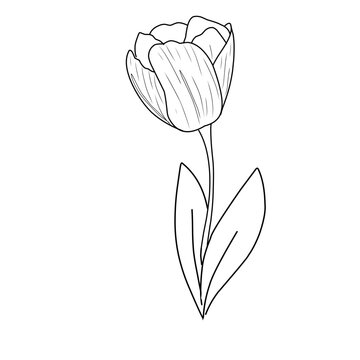 garis besar bunga tulip. Seni garis bunga tulip. Set cabang tulip yang digambar dengan tangan. Bunga Tulip diisolasi dengan latar belakang putih. ilustrasi vektor. sketsa bunga tulp. Gambar tangan bun