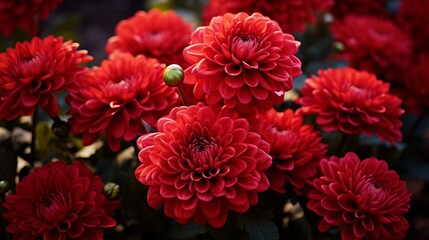 Vibrant autumn blooms: chrysanthemum red flowers in a lush garden - nature art design for seasonal backgrounds
