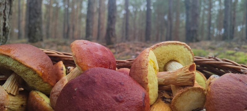 Borowik amerykański, grzyby leśne