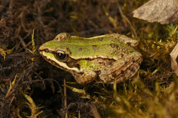 Closeup on a juvenile European edible frog, Pelophylax ridibundus sitting in moss
