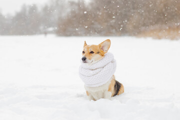 Naklejka na ściany i meble A cute three years old Welsh Corgi Pembroke walking out from behind snow-covered tree trunks against the backdrop of a frosty winter landscape. Muzzle in the snow. copy space