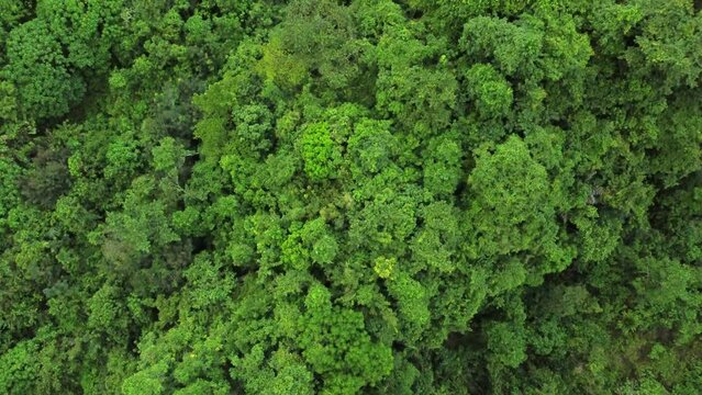 Aerial Top Down View of Lush Green Tropical Rainforest Canopy, Vibrant Jungle Background