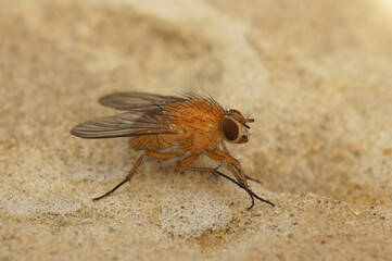 Closeup on a hairy, orange muscid fluPhaonia pallida sitting on stone