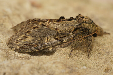 Closeup on the Great prominent moth,Peridea anceps sitting on a stone