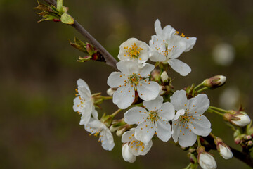 Close Up di Fiori di Ciliegio