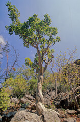 Obraz premium Commiphora myrrha