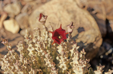 Caralluma socotrana