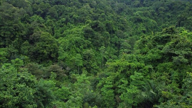Aerial View of Dense Tropical Rainforest