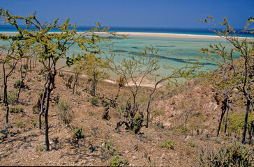 Obraz premium Croton socotranus