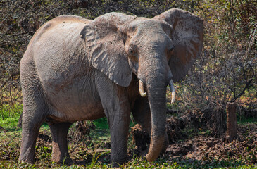 Wild elephant moves along the riverbank after mud bath.