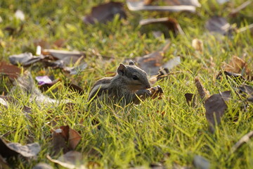 Squirrel in the grass, A squirrel eating