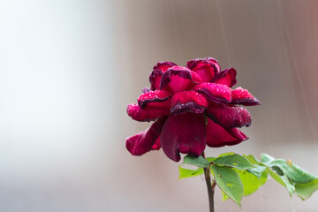 pink rose in the rain