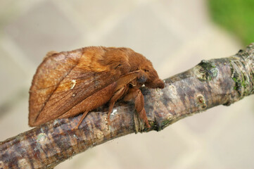Closeup on the brown colored Drinker moth, Euthrix potatoria, with it's typical pointed snout