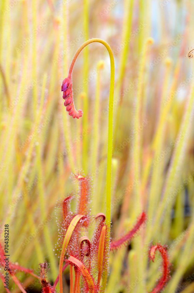 Poster drosera or sundew in flower (drosera capensis red)