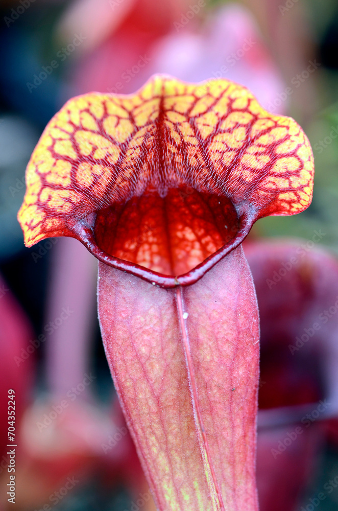 Poster Detail of the trumpet pitcher Sarracenia purpurea ssp. venous wavy lid